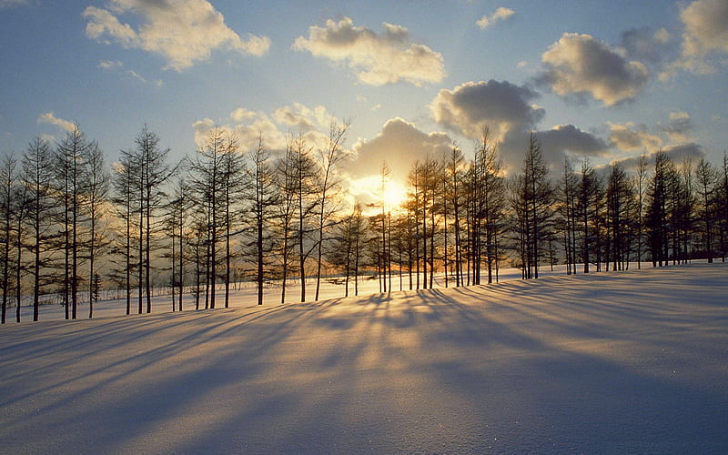 DUSK SNOW, breakthrough, dusk, shadow, sunset, trees, clouds, winter, ice, rows, HD wallpaper