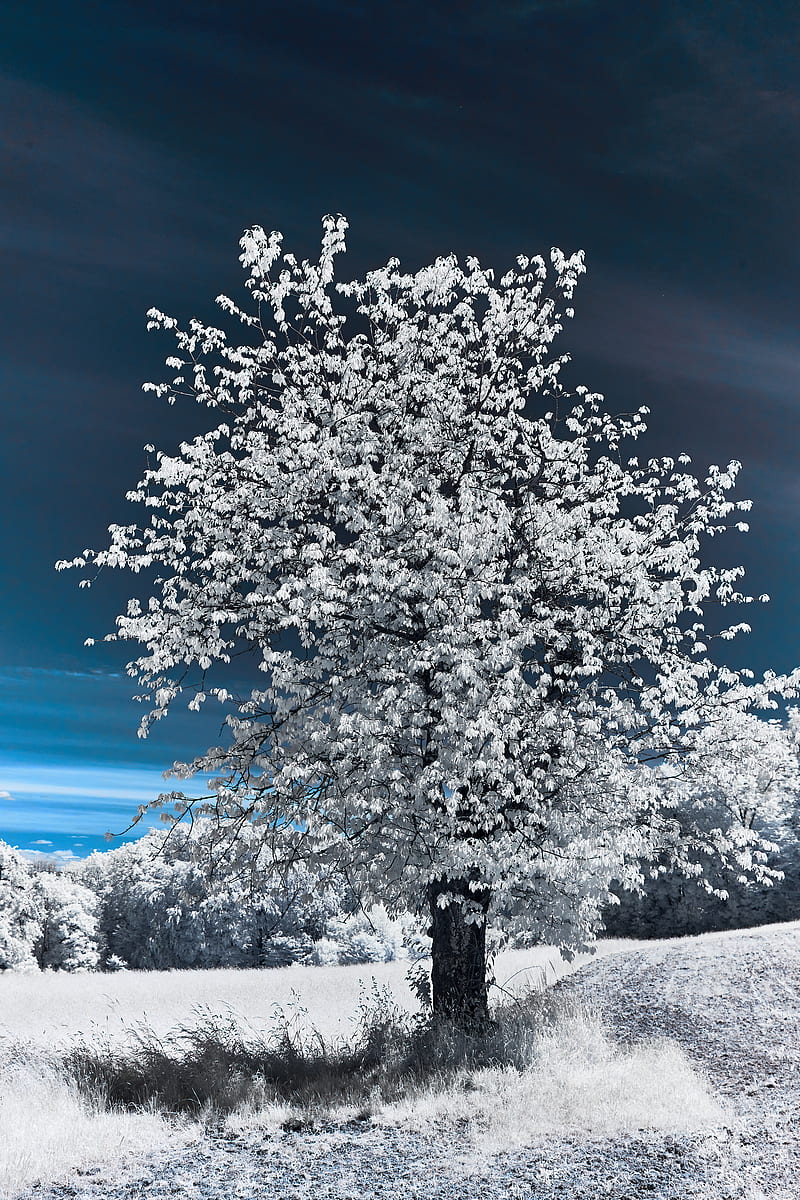 white tree on snow covered ground under blue sky during daytime, HD phone wallpaper