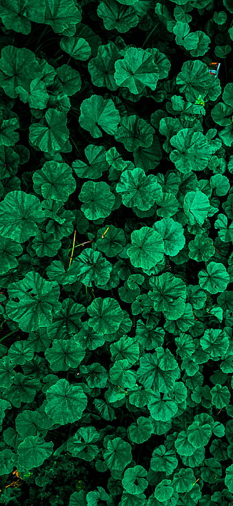 10 Fresh and beautiful spring wallpapers for iPhone in 2023  iGeeksBlog
