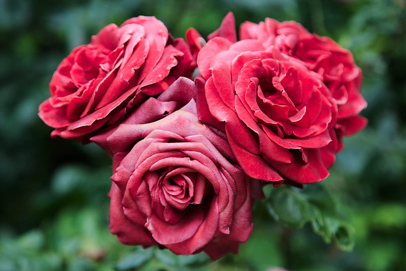 roses, red, flowers, closeup, bloom, plant, HD wallpaper