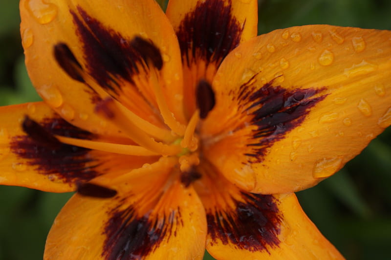 Beautiful Orange Lily, orange, macro, closeup, flowers, bonito, HD wallpaper