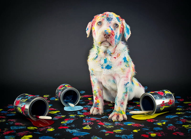 Funny puppy, labrador, colors, caine, black, painter, funny, white, puppy, dog, HD wallpaper