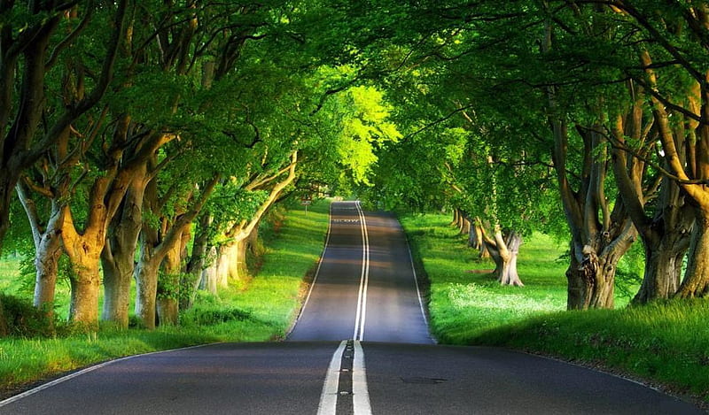 Green-Long-road, forest, green, nature, road, trees, HD wallpaper