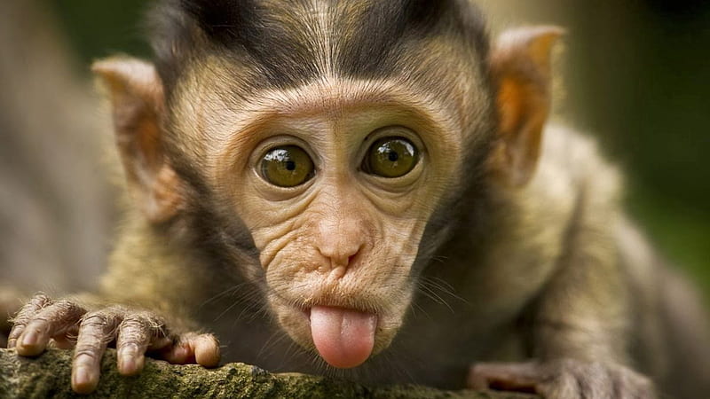 monkey funny face