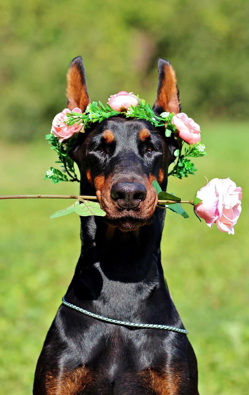 Doberman Bride, animal, animals, barking, dog, dogs, love, puppies, wedding, HD phone wallpaper