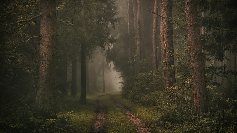 Forest Road Between Trees With Fog Nature, HD wallpaper