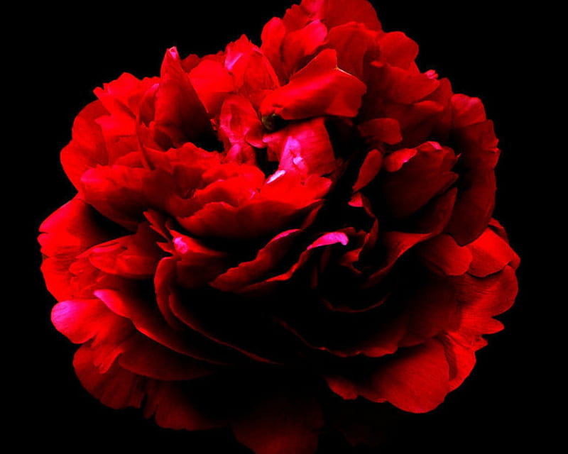 Beautiful flower, red, flowers, petals, carnation, HD wallpaper