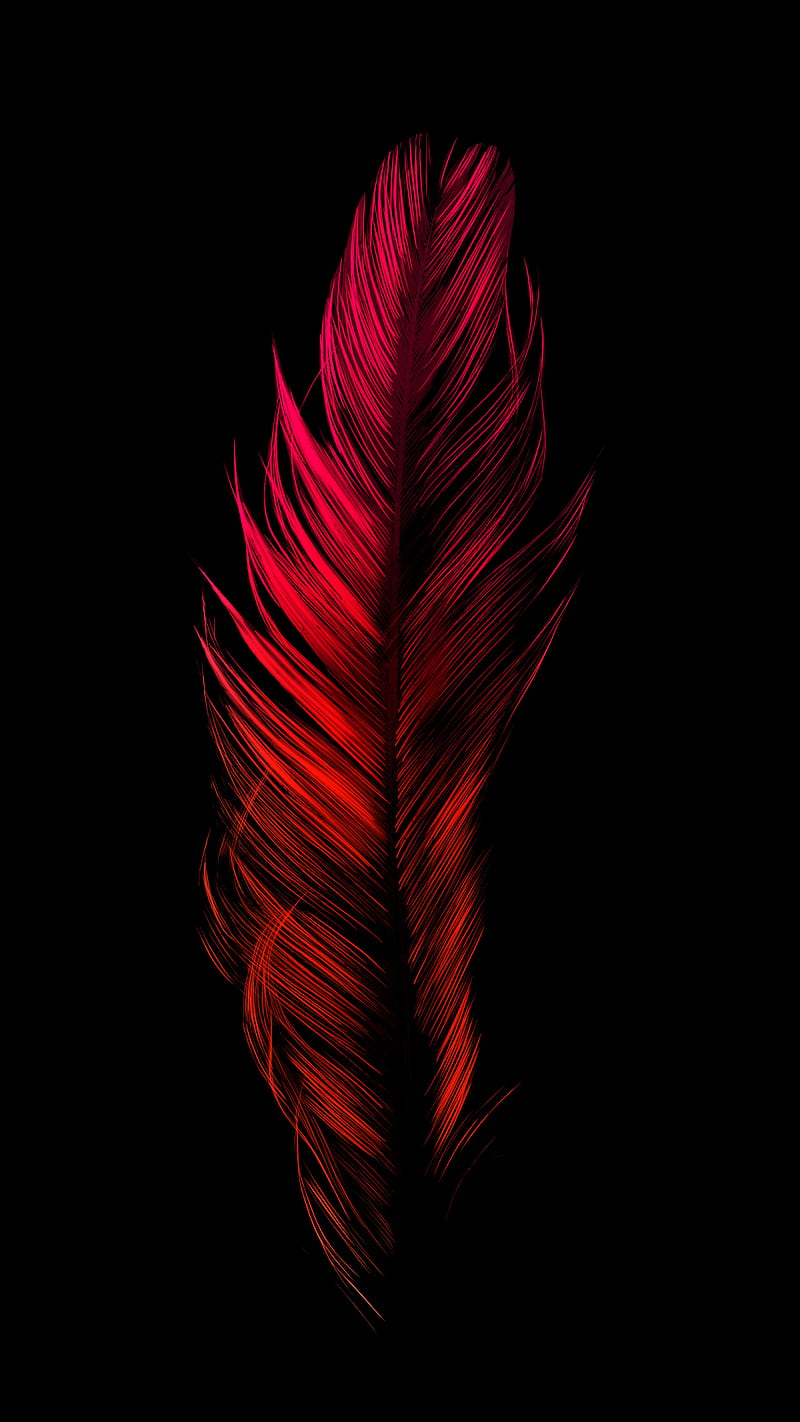 Red Feather, amoled, bird, clean, contrast, minimal, organic, vibrant, HD phone wallpaper