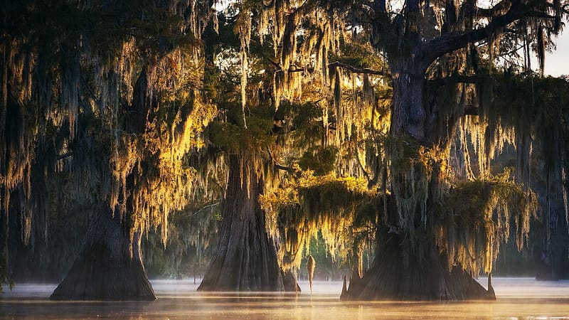 Misty Trio at Atchafalaya Basin, Louisiana, swamp, rocks, water, usa, HD wallpaper
