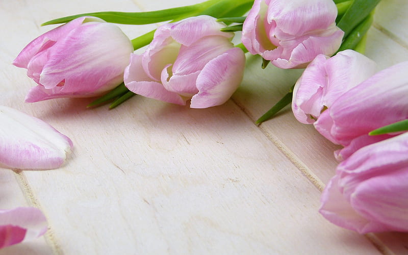 pink tulips, spring flowers, buds of tulips, spring, beautiful flowers, floral background, HD wallpaper
