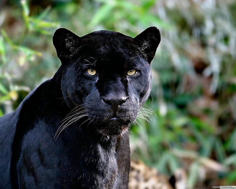 Contemplative, felines, big cat, black, jaguar, cats, HD wallpaper
