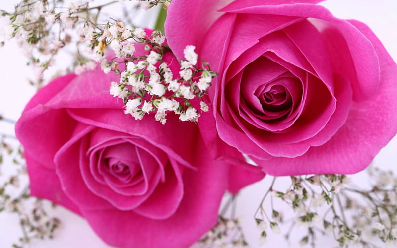 Pink roses, flowers, roses, bloom, pink, HD wallpaper | Peakpx