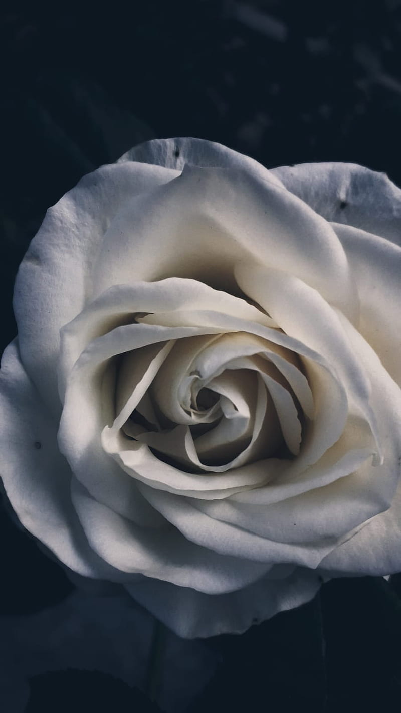 White rose, flower, iphone, nature, , samsung, samsunggalaxy, HD phone  wallpaper | Peakpx