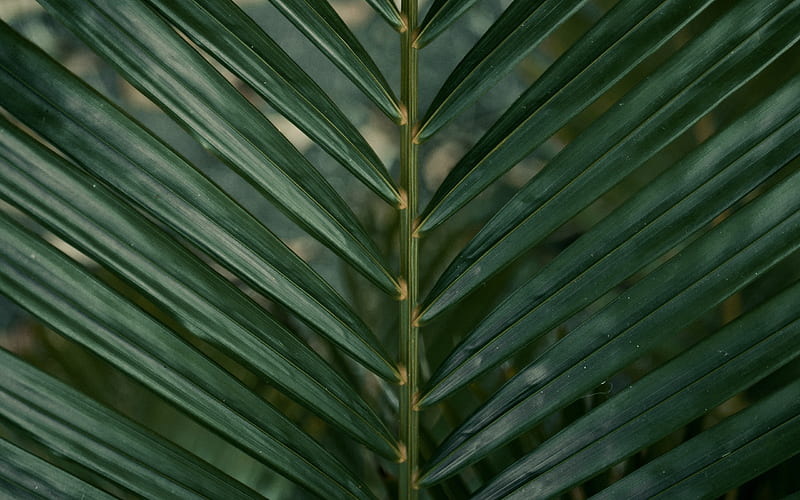 palm green leaf, natural background, leaf texture, palm leaf, HD wallpaper