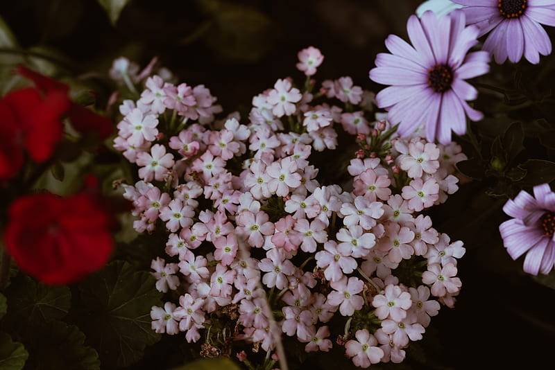 White and Purple Flowers in Tilt Shift Lens, HD wallpaper