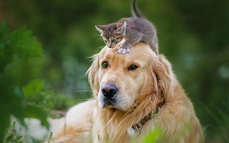 Dog and cat dog and cat, HD wallpaper | Peakpx