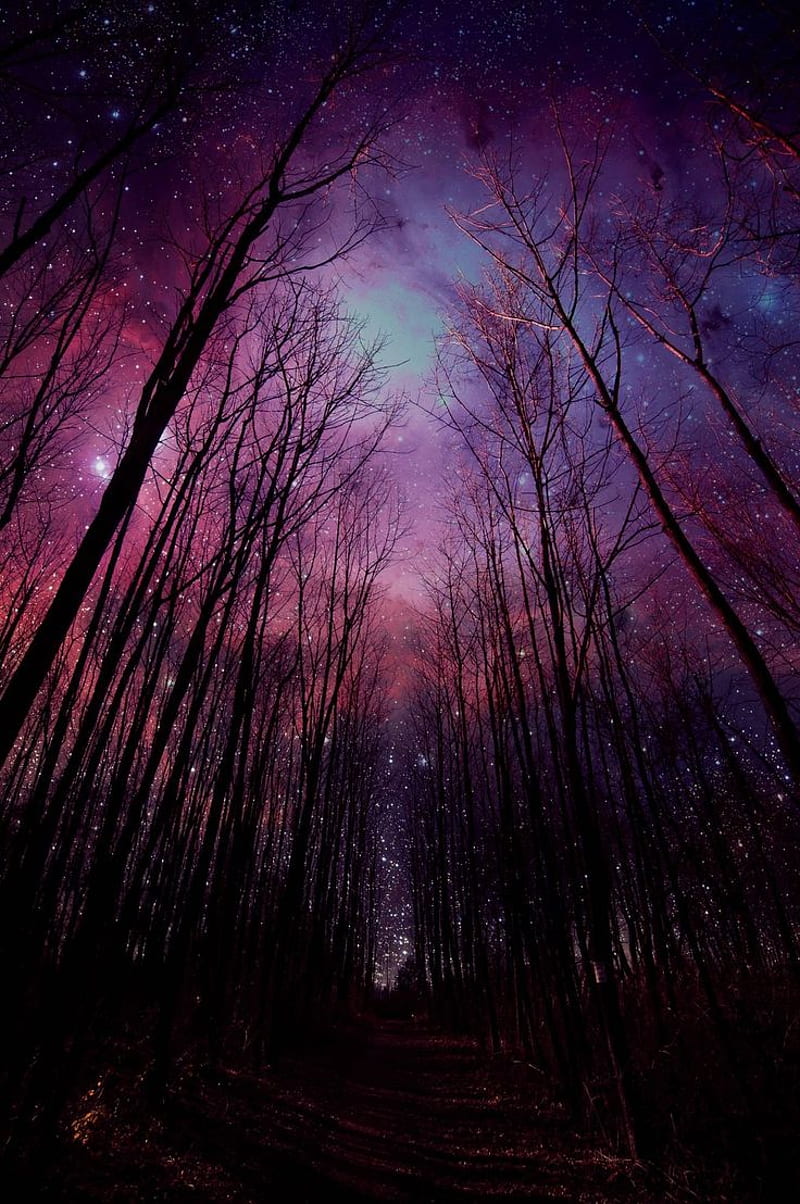 Look. Forest, Forest, Northern lights, Beautiful Night Forest, HD ...