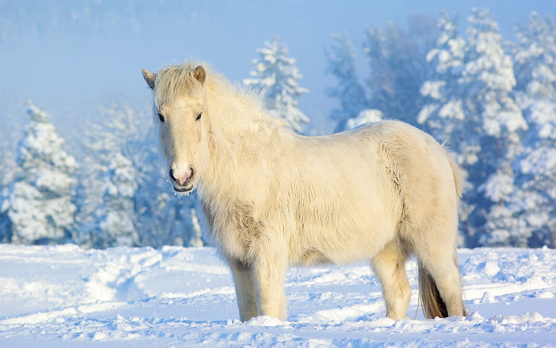 White Horses In Iceland, Trees, White, Snow, Horses, Iceland, HD wallpaper