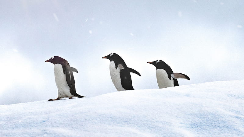Penguins Walking, penguins, animals, HD wallpaper