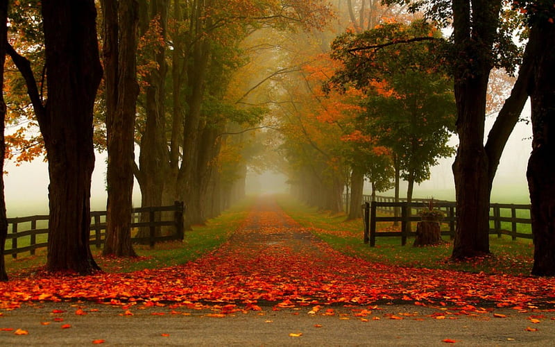 Autumn Park, forest, autumn, maple, nature, park, way, road, HD ...
