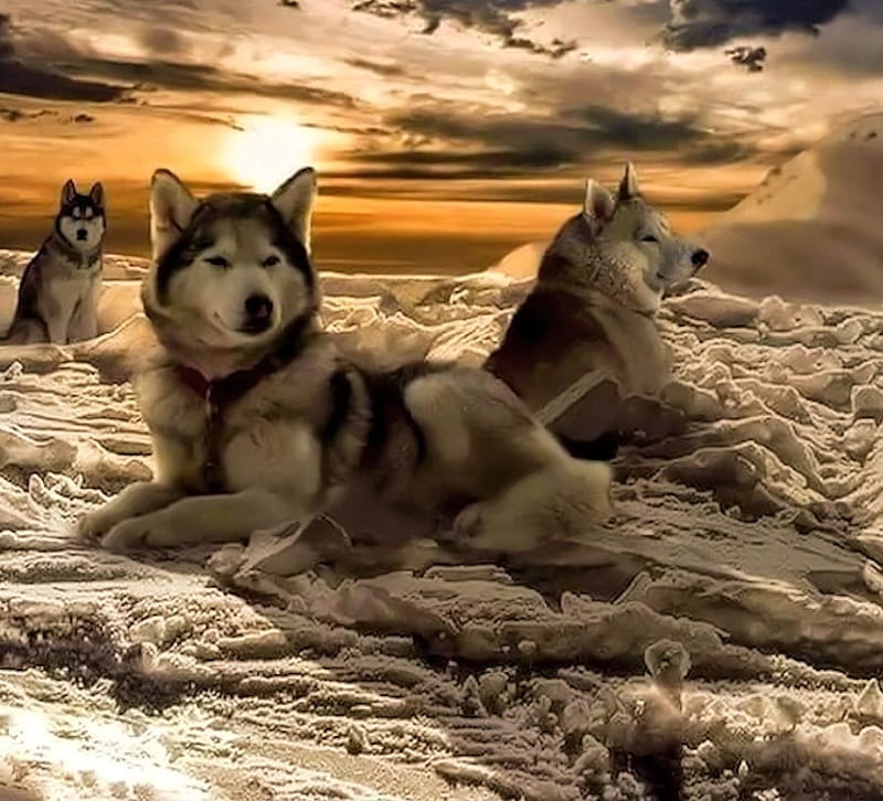 Husky 1080P, 2K, 4K, 5K HD wallpapers free download | Wallpaper Flare