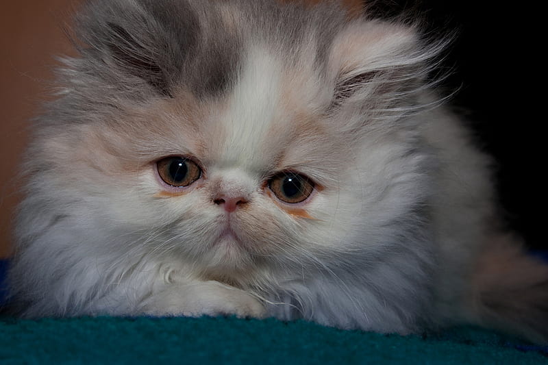Persian Kitten, persian, pretty, brown, closeup, white, small, kitten, HD wallpaper