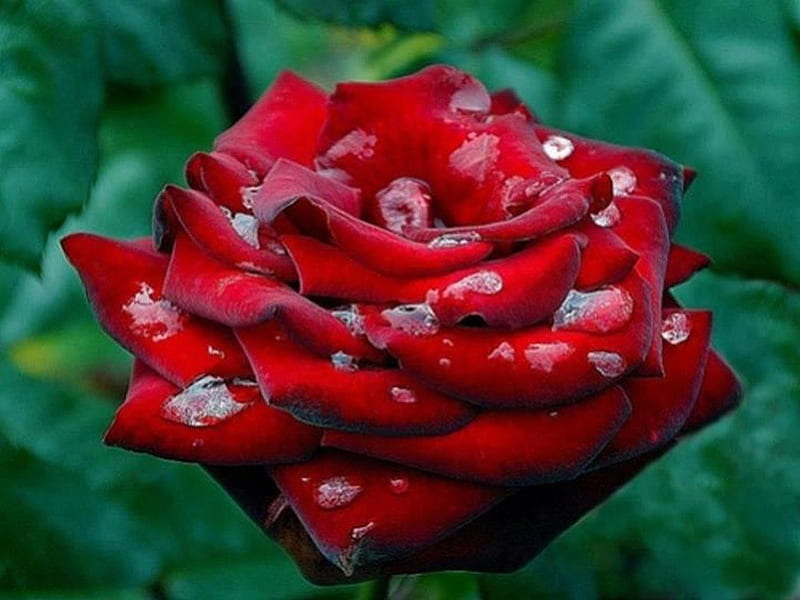 A beautiful red drop rose, outside, red, rose, water drops, delicate, green leaves, HD wallpaper