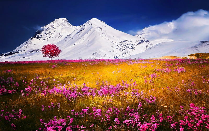 Alpine Spring, grass, golden, bonito, spring, trees, snow, mountains, flowers, blue sky, white, pink, HD wallpaper
