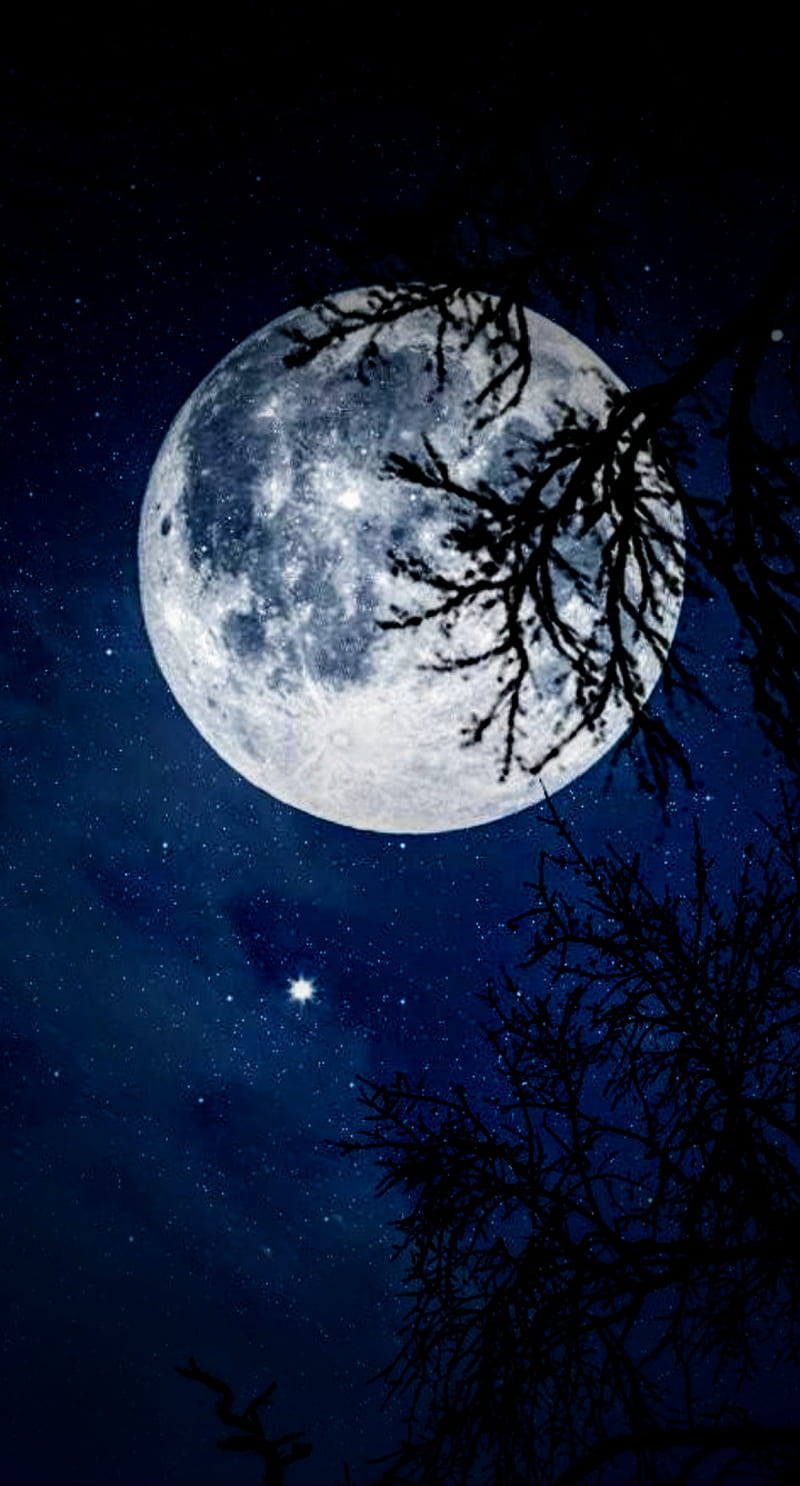 Moonlight bonito moon night nighttime tree water HD phone wallpaper   Peakpx