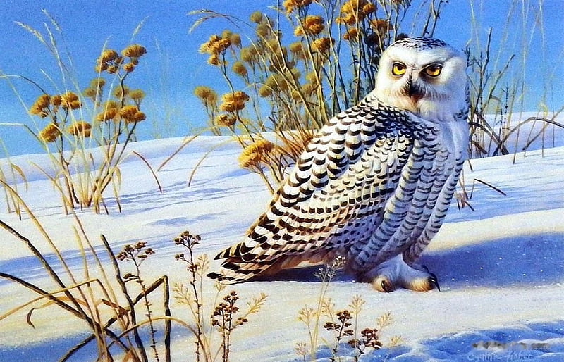 Snowy Owl, snow, bird, winter, painting, raptor, artwork, HD wallpaper