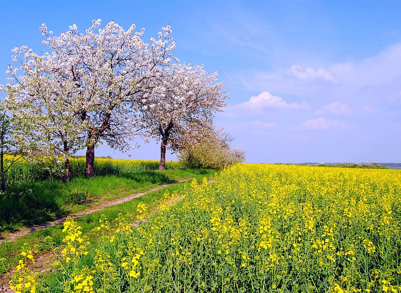 Nature, Flower, Tree, , Field, Path, Spring, Yellow Flower, Blossom, Rapeseed, HD wallpaper