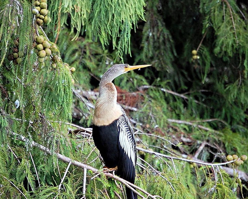 anhinga, out, on, tree, looks, branch, HD wallpaper