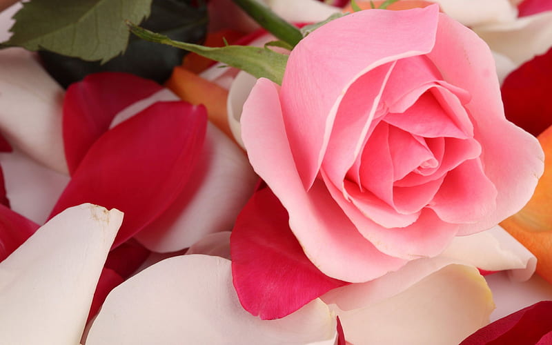 pink roses, close-up, petals, HD wallpaper