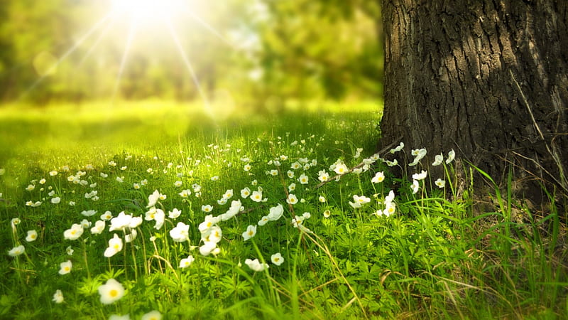 Spring sunshine, sun, grass, sunlight, shine, spring, flowers, nature,  sunshine, HD wallpaper | Peakpx