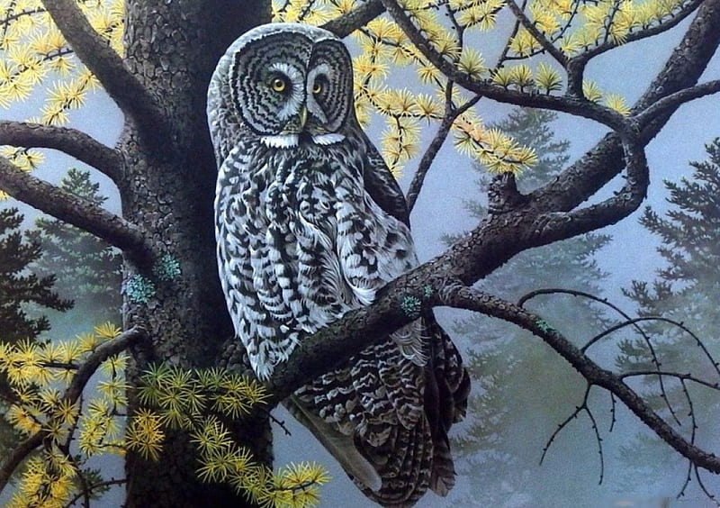 Tamarack Gray, owl, autumn, tree, resting, raptor, HD wallpaper