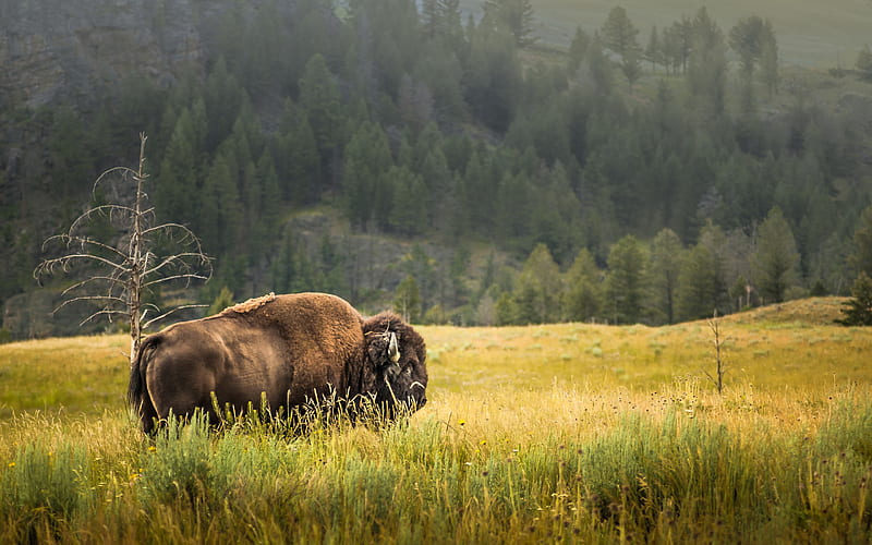 Buffalo, wildlife, wild animals, fauna USA, Yellowstone National Park, Wyoming, USA, HD wallpaper