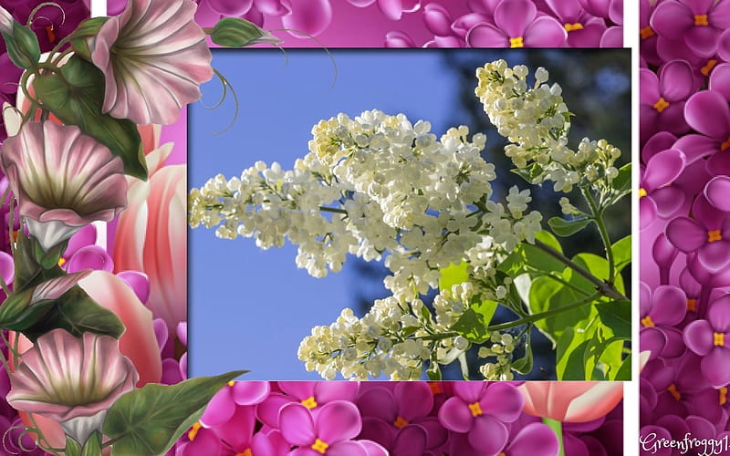 Lilas blancas, naturaleza, lila, blanco, flores, Fondo de pantalla HD |  Peakpx