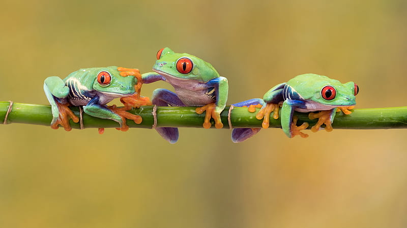 Three Green Frogs On Bamboo Stick Green, HD wallpaper