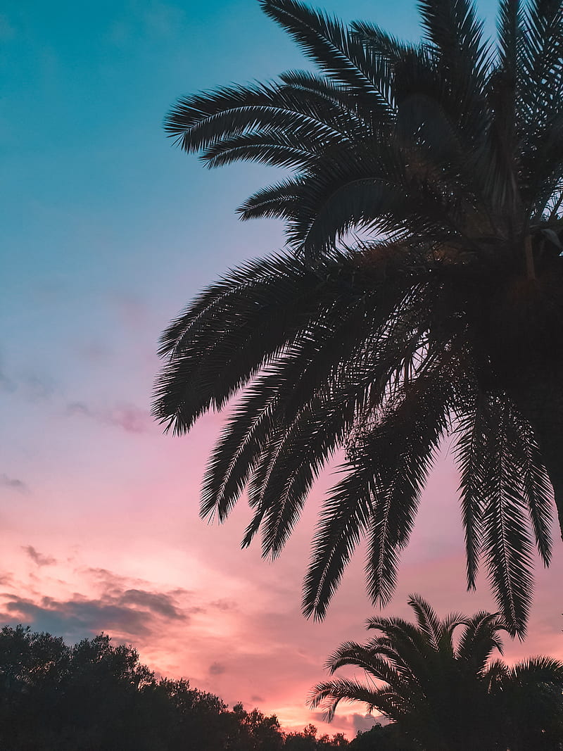 Palm tree sunset , beach, fade, faded, palms, south, walker, HD phone wallpaper