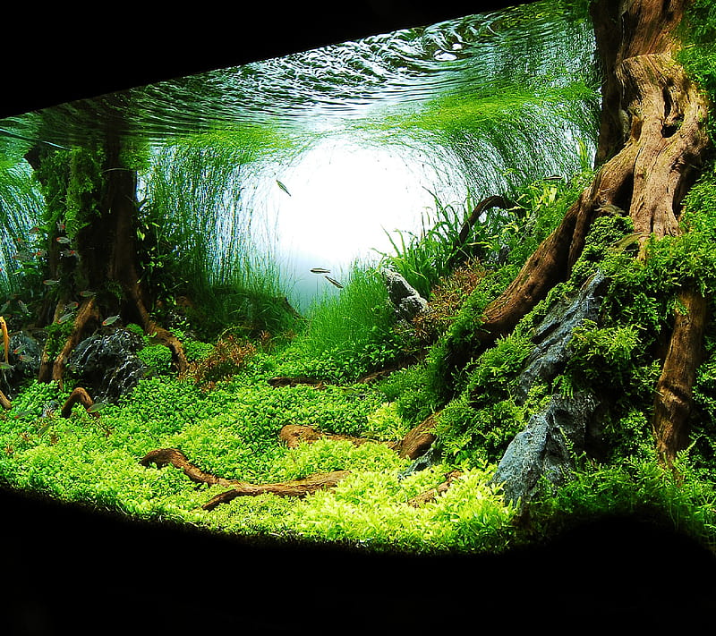 aquarium, HD wallpaper