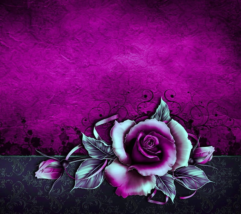 flowers, 1, white, purple, rose, HD wallpaper