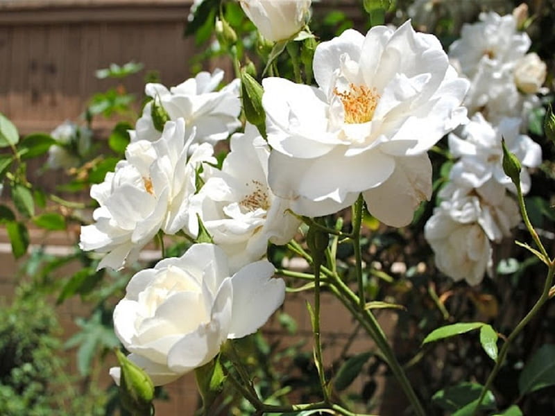 Rosal blanco, flores blancas, rosas blancas, plantas, flores, naturaleza,  rosas, Fondo de pantalla HD | Peakpx