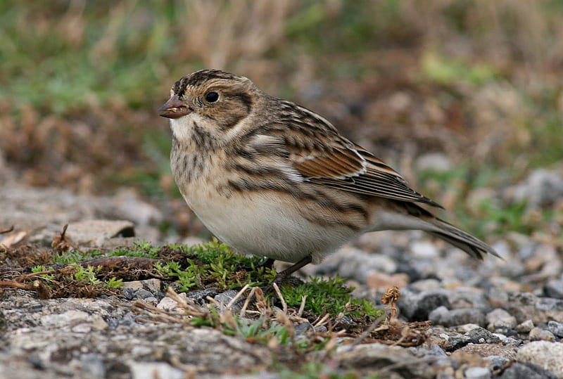 Lapland Bunting, Finches, Bird Species, Buntings, Nature, HD wallpaper