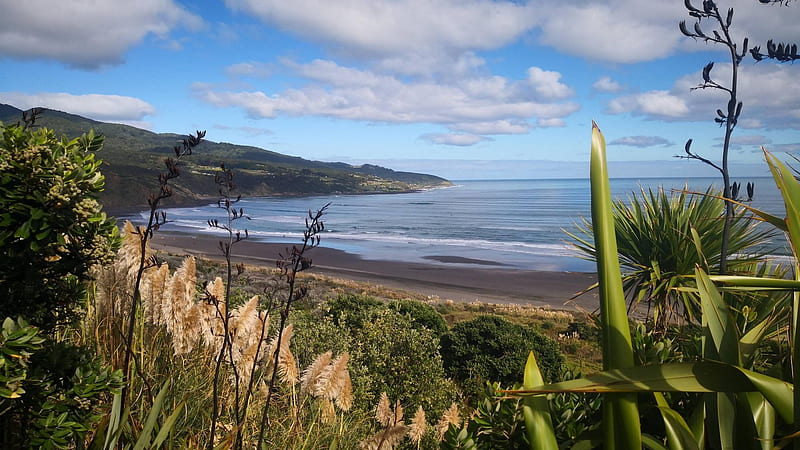 Raglan, New Zealand, grass, blossoms, yucca, clouds, sky, sea, coast, HD wallpaper