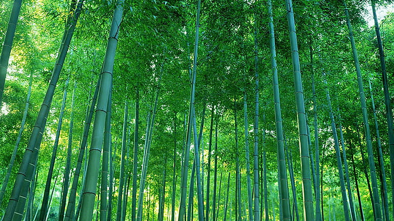 Nice Beautiful Bamboo Trees Forest Background Bamboo, HD wallpaper