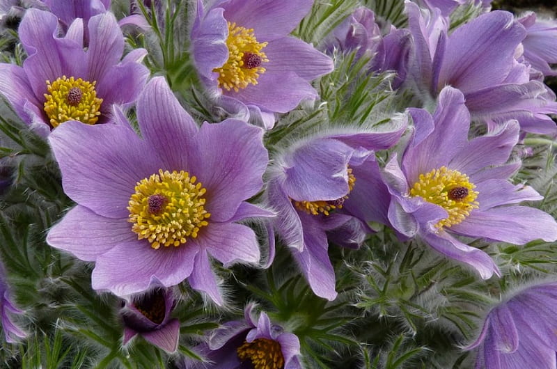 PURPLE PULSATILLA FLOWERS, purple, wild, plant, flowers, petals, HD wallpaper