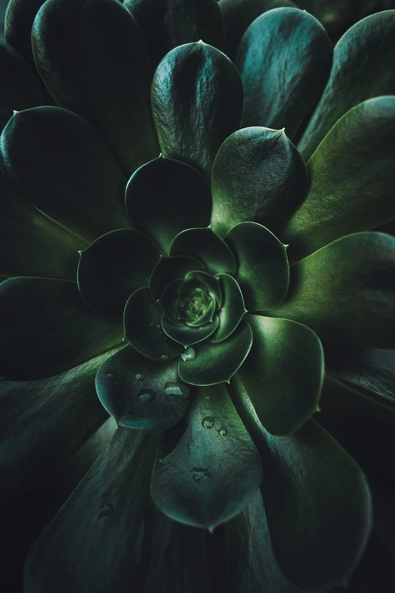 plant, succulent, leaves, macro, green, HD phone wallpaper