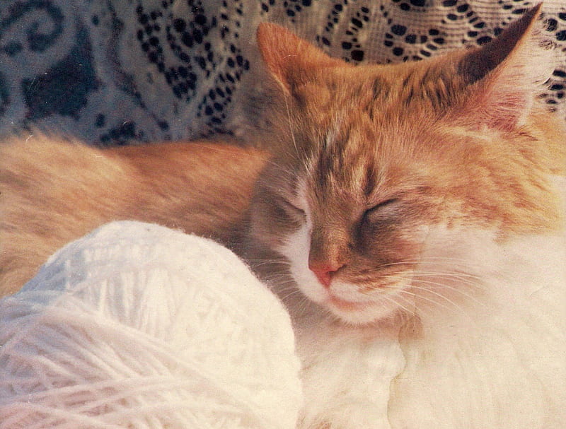 cat, ball, yarn, ginger, lace, sleeping, HD wallpaper