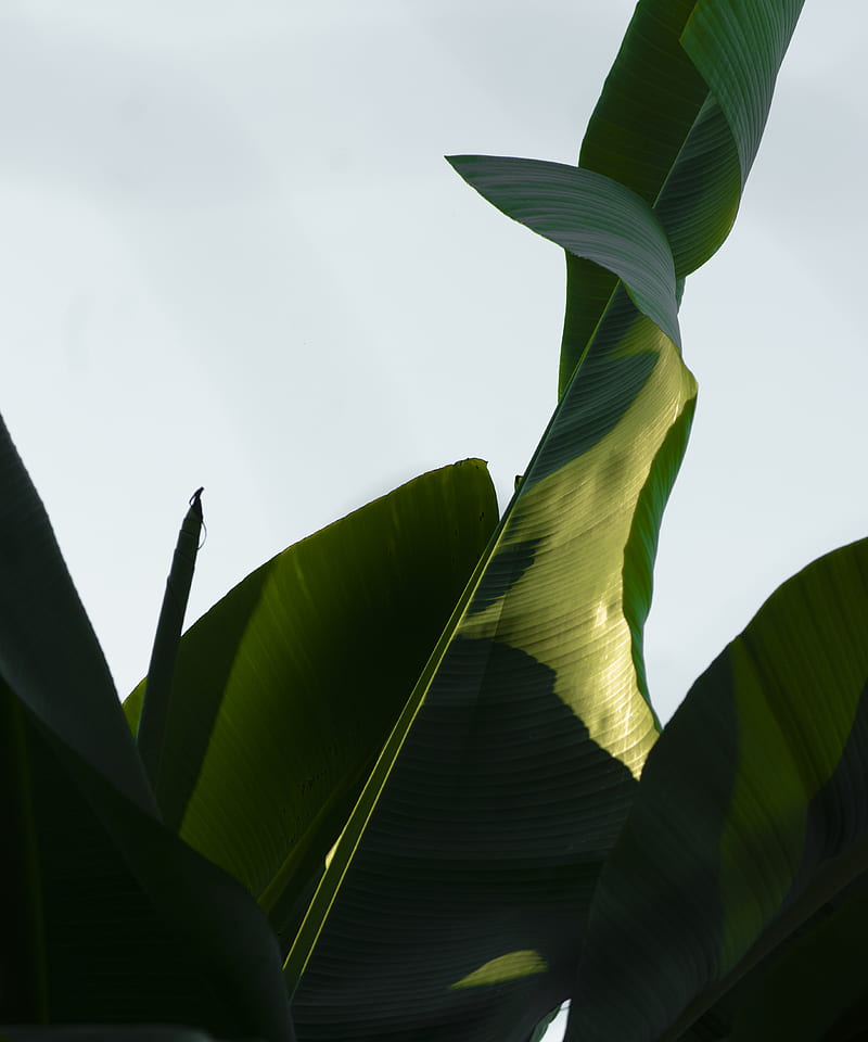 green banana leaf during daytime, HD phone wallpaper