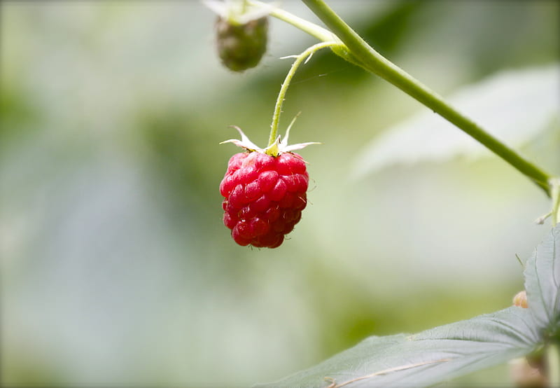 selective focus graphy of red raspberry, HD wallpaper